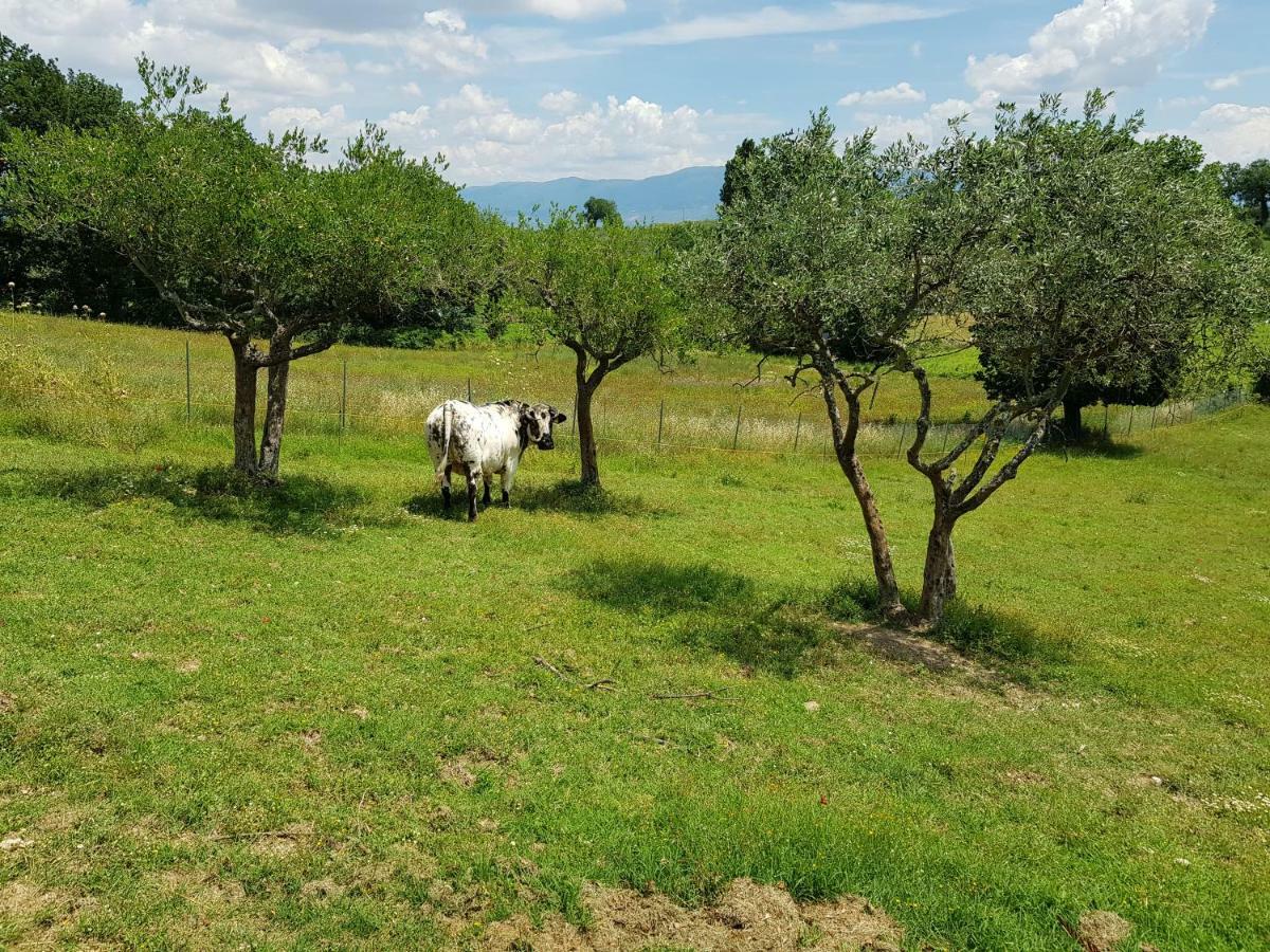 Agriturismo Arcobaleno Della Torretta Giano dellʼUmbria Dış mekan fotoğraf
